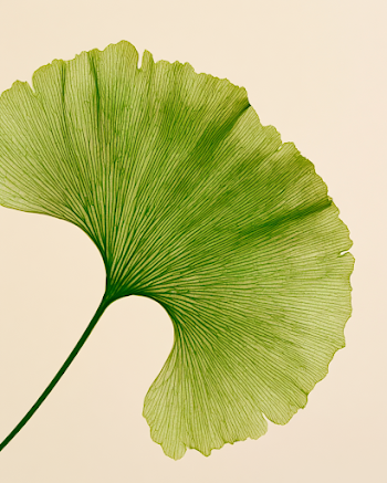 Translucent Green Ginkgo Leaf Backlit
