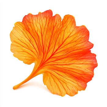 Translucent Orange Flower Petal on White Background