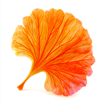 Translucent Orange Flower Petal on White Background