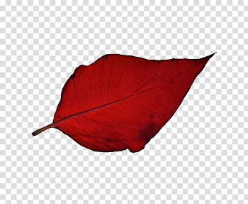 Transparency and translucency Object , Autumn leaves transparent background PNG clipart