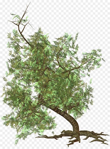 Transparency Portable Network Graphics Tree Clip art Fir - tree 
