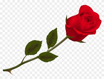 Transparent Beautiful Red Rose Png Picture - Rose Png