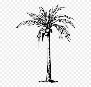 Transparent Cartoon Palm Tree - Clip Art Of Coconut Tree