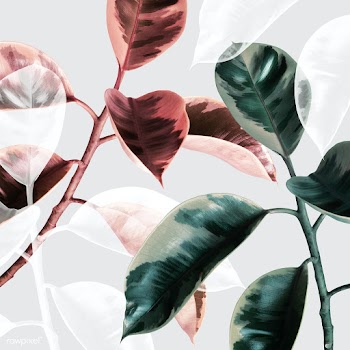 Transparent effect on an Indian rubber plant | Free  photo - 2259857