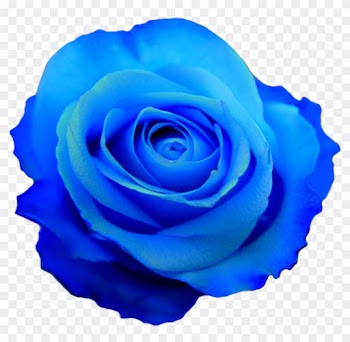 Transparent Flower Drawing Tumblr - Jpg And Png Roses