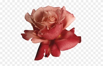Transparent-flowers - Rubber Stampede Rose Stamp