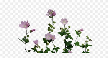 Transparent Flowers Transparent Flowers Colour Plant - Transparent Tumblr Plants