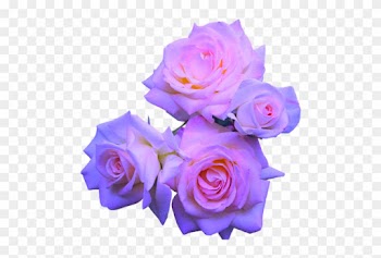Transparent Flowers - Transparent Purple Roses