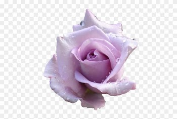 Transparent Flowers Tumblr - Lavender Roses Transparent Background