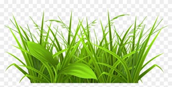 Transparent Grass Clipart - Physiological Efficiency For Crop Improvement