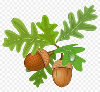 Transparent Leaves With Acorns - Oak Leaf And Acorn Clipart