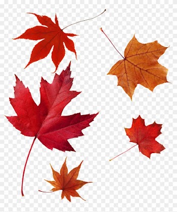 Transparent Of Maple Leaf - Red Leaf