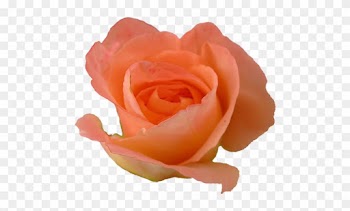 Transparent - Peach Rose