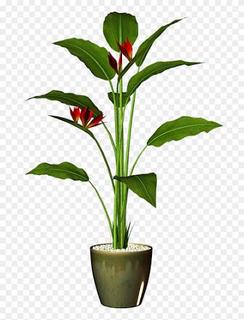 Transparent Pot Plant Png
