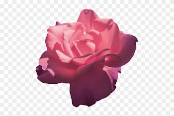 Transparent Rose Tumblr Related Keywords - Rose Aesthetic