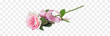 Transparent Roses Tumblr - Pink Roses Tumblr Png
