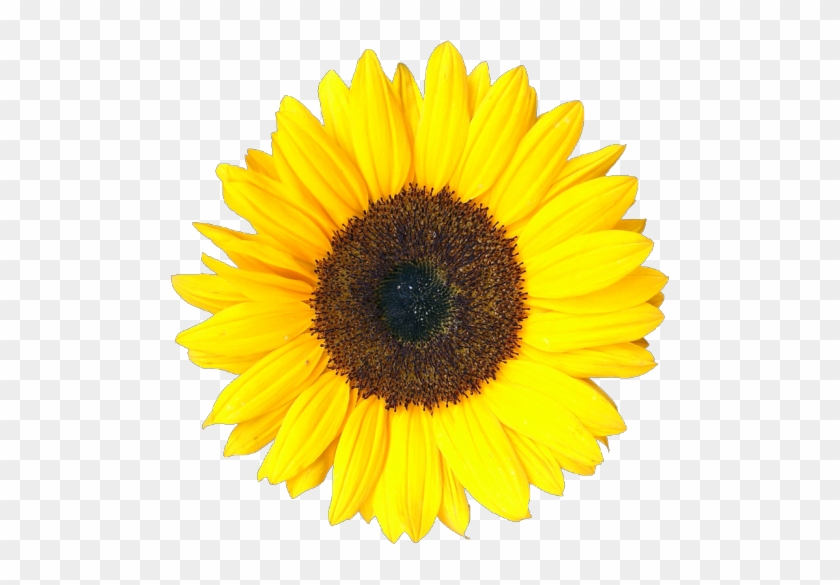 Transparent Sunflower - Grow Your Own Sunflower