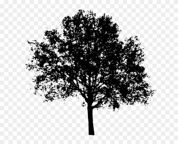 Transparent Tree Cliparts 3, Buy Clip Art - Tree Black And White Transparent