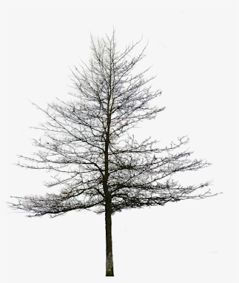 Transparent Trees Black And White - Transparent Background Snow ...