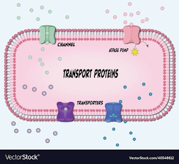 transport proteins
