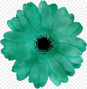 Transvaal daisy -  