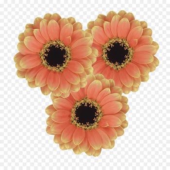 Transvaal daisy Assisi Der Züchter. Zeitschrift für Theoretische und Angewandte Genetik Social media Cut flowers - gerbera transparent 