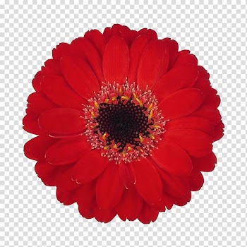 Transvaal daisy Blog Butter pecan Custard cream Tutti frutti, ripple transparent background PNG clipart