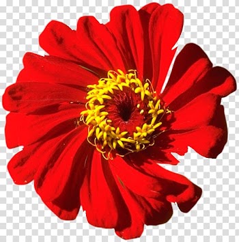 Transvaal daisy Broccoli Chrysanthemum Cut flowers Autumn, broccoli transparent background PNG clipart