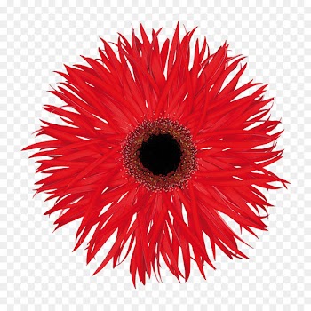 Transvaal daisy Christchurch Cut flowers Fantasia - gerbera sign 