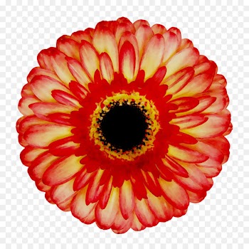 Transvaal daisy Chrysanthemum Cut flowers -  