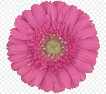 Transvaal daisy Chrysanthemum Cut flowers Daisy family Chanel - babbles pattern 