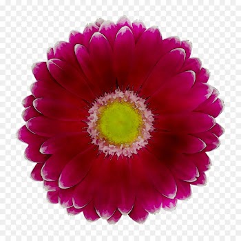 Transvaal daisy Chrysanthemum Cut flowers Daisy family Magenta -  