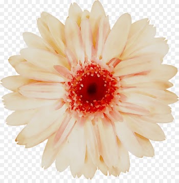 Transvaal daisy Chrysanthemum Cut flowers Petal -  