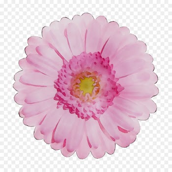 Transvaal daisy Chrysanthemum Cut flowers Pink M -  