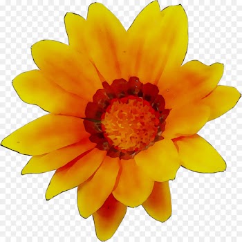 Transvaal daisy Chrysanthemum Dahlia -  