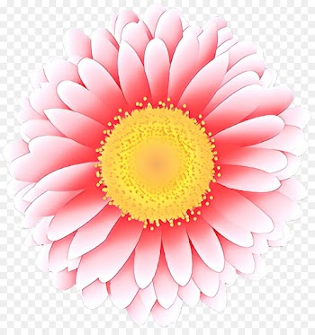 Transvaal Daisy, Chrysanthemum, Dahlia, Gerbera, Barberton Daisy PNG
