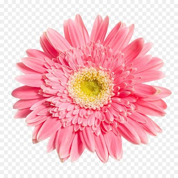 Transvaal daisy Chrysanthemum Flower - Pink Chrysanthemum PNG picture 