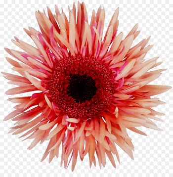 Transvaal daisy Chrysanthemum News Cut flowers Investment -  