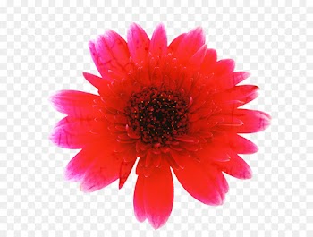 Transvaal Daisy, Chrysanthemum, Pink, Flower, Flowering Plant PNG