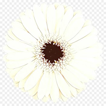 Transvaal Daisy, Closeup, White, Gerbera PNG