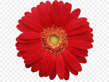 Transvaal daisy Common daisy Clip art - Red Gerber Daisy Clipart 
