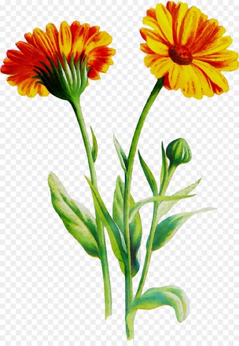 Transvaal daisy Cut flowers Blanket flowers English marigold Annual plant -  