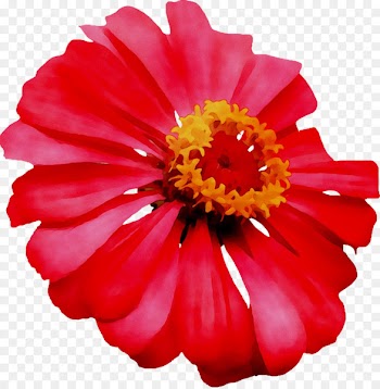Transvaal daisy Cut flowers Chrysanthemum Dahlia -  