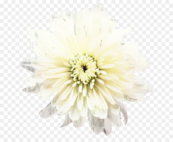 Transvaal Daisy, Cut Flowers, Chrysanthemum, Flower, White PNG