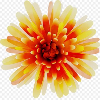 Transvaal daisy Cut flowers Chrysanthemum Petal -  