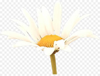 Transvaal Daisy, Cut Flowers, Desktop Wallpaper, White, Yellow PNG