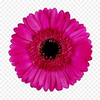 Transvaal daisy Cut flowers Floristry Floral design -  