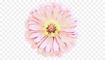 Transvaal Daisy, Cut Flowers, Floristry, Flower, Pink PNG