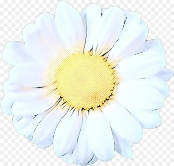 Transvaal Daisy, Cut Flowers, Flower, White PNG