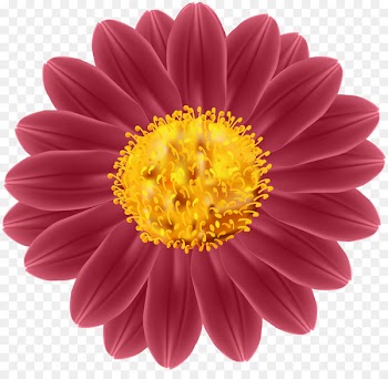Transvaal daisy Cut flowers Industry Clip art - flower 